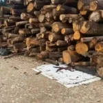 Pioz Bois, vente de bois à pont de beauvoisin en savoie